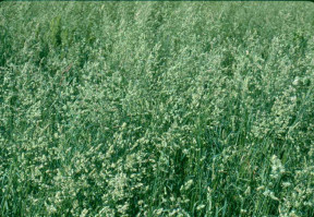 Orchardgrass